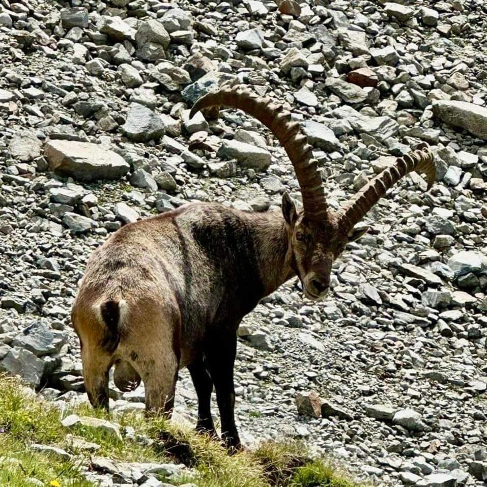 Apart Gschwandthof Sankt Leonhard im Pitztal Buitenkant foto